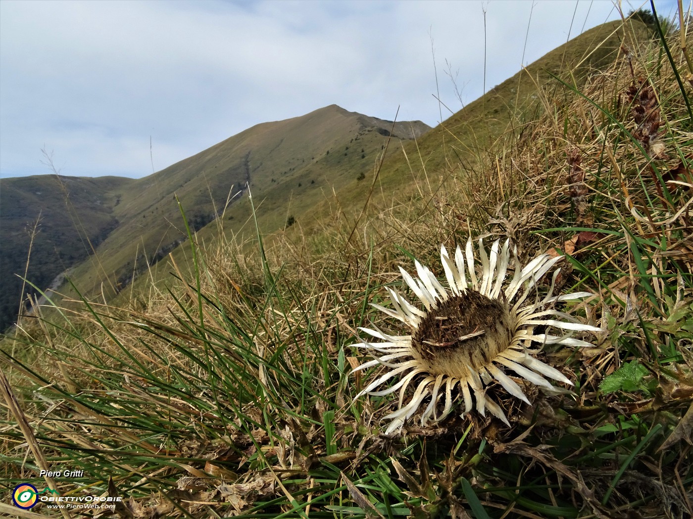 23 Cardo dargento (Carlina acaulis).JPG